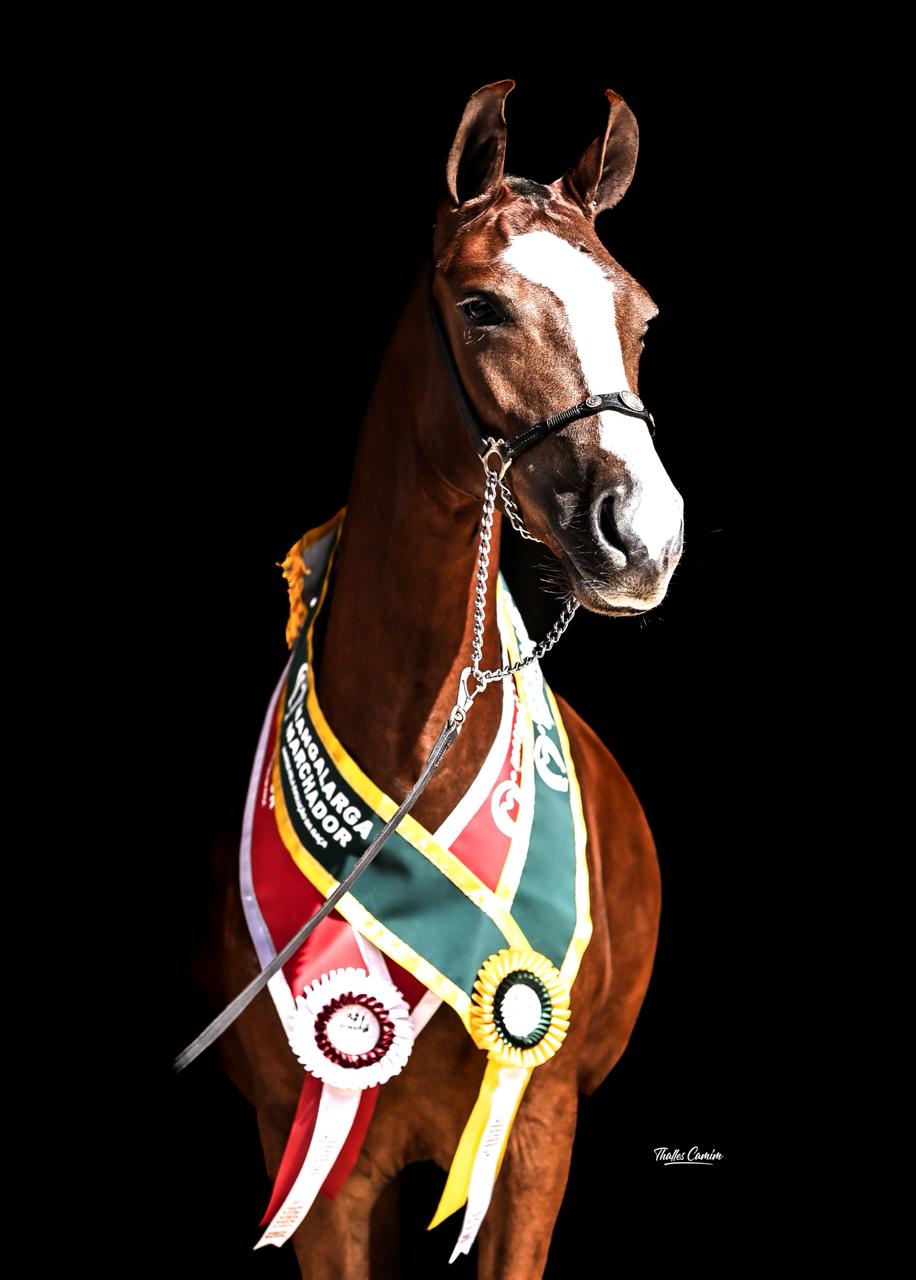 Campeão Nacional Haras Beija Flor