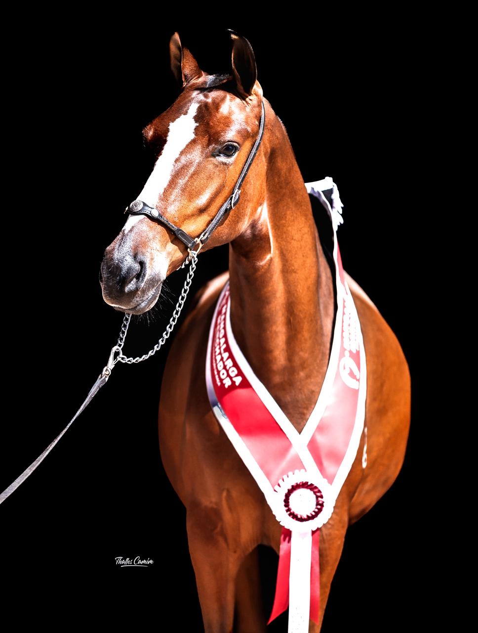 Plantel campeão Haras Beija Flor