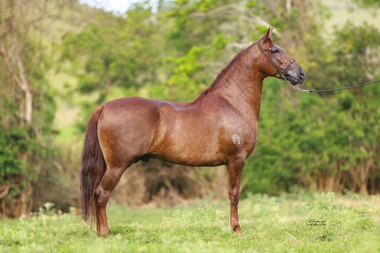 Focus da Agrotexas
