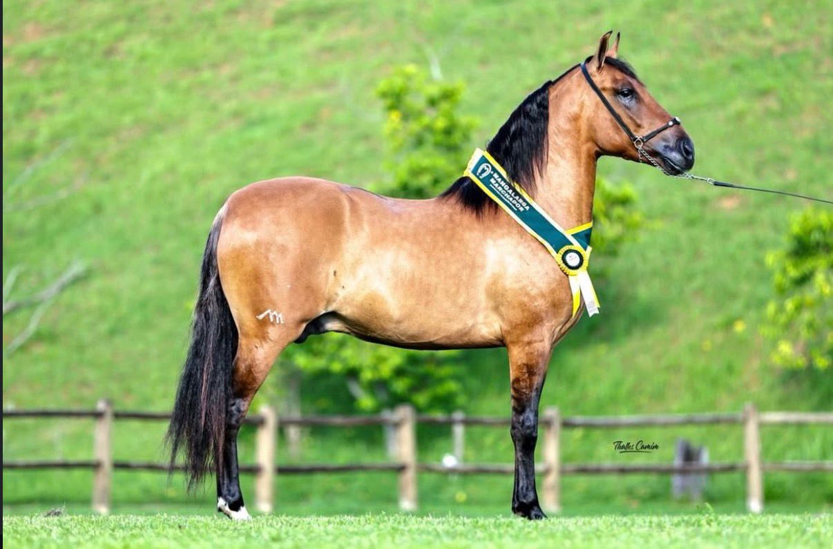 Campeão Haras Beija Flor